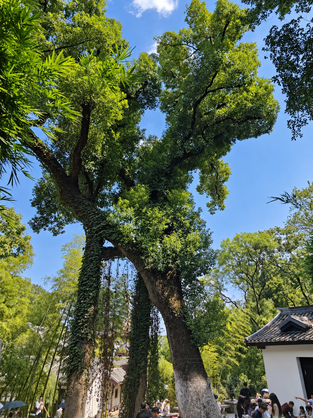 岳麓书院中的参天古树