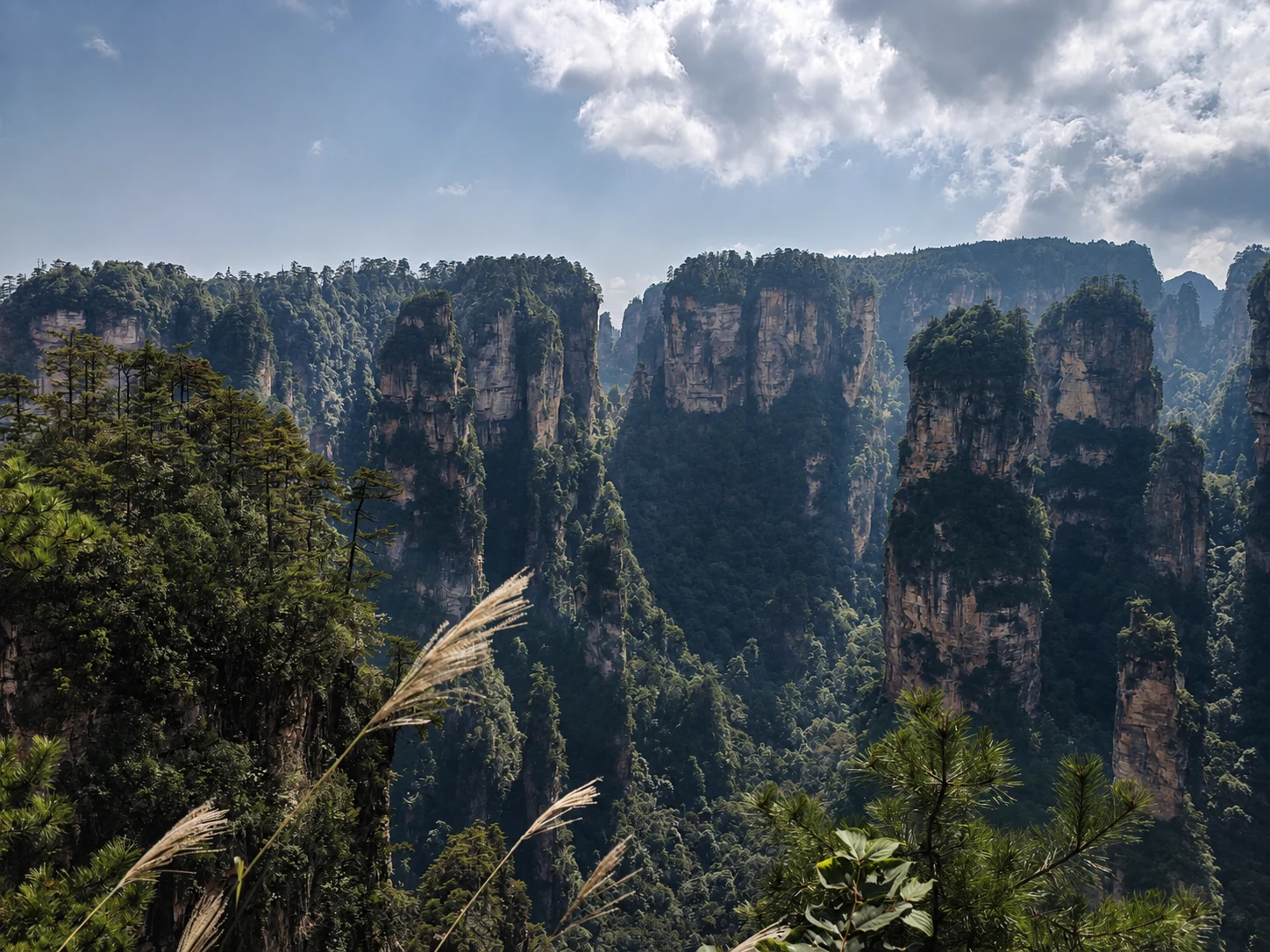 芦苇与松林前方层层展开的袁家界群峰