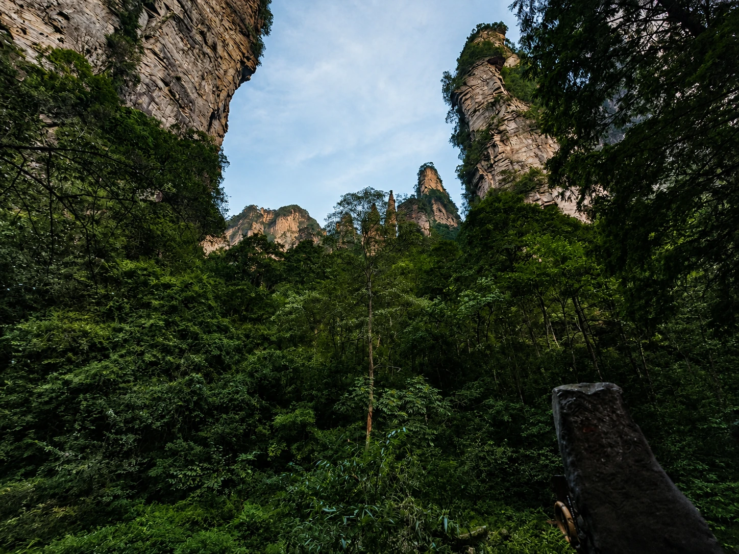 从金鞭溪谷底仰望层叠的砂岩峰林