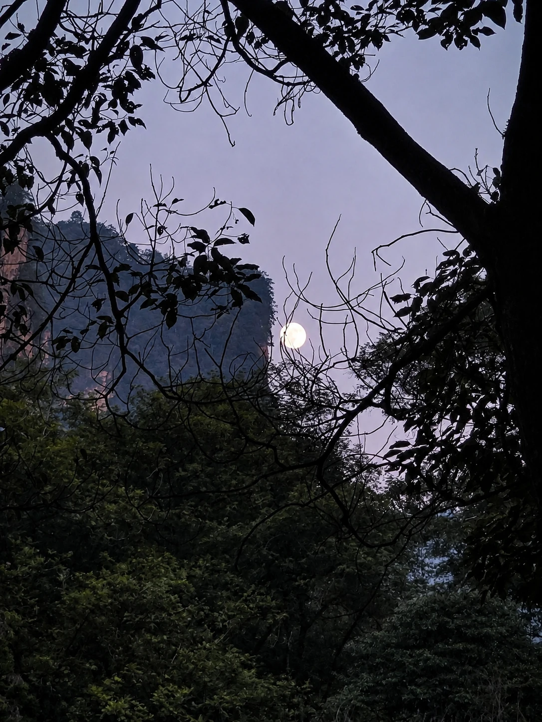 天色渐暗时月亮从金鞭溪山谷上方升起